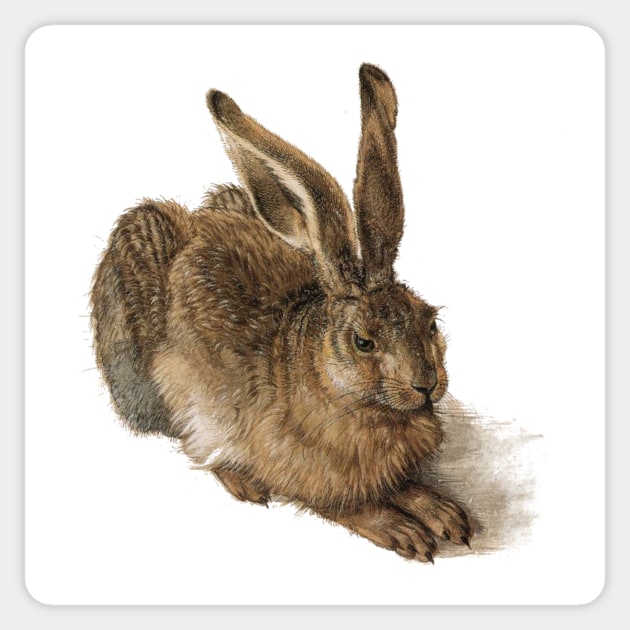 Young Hare by Albrecht Durer Sticker by blackroserelicsshop@gmail.com